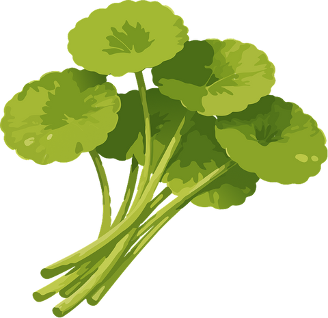 Centella icon