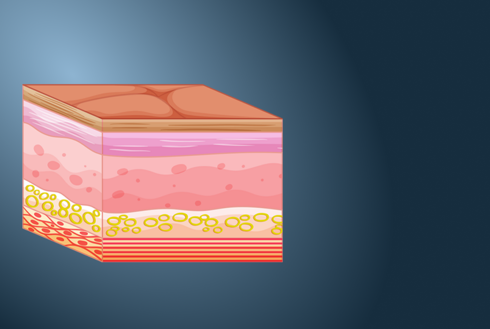 Your Skin Barrier: Look after it, cherish it, nourish it.
