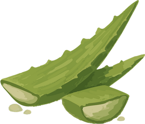 Aloe Barbadensis Leaf Extract icon