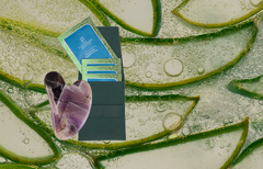 Phyto-Positive Peppermint Potion + Amethyst or White Jade Gua Sha - Thumbnail 2